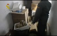 La Guardia Civil inmoviliza casi media tonelada de moluscos bivalvos clandestinos en Isla Cristina